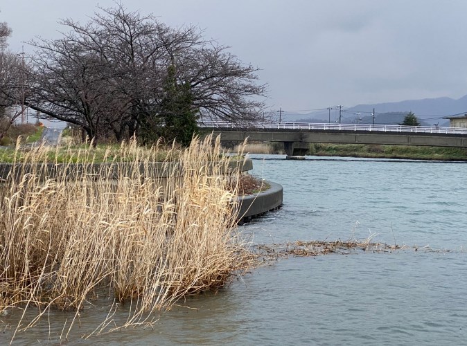【琵琶湖東エリア】『米原市天野川・世継橋』の釣り場ガイド（駐車場・釣れる魚）
