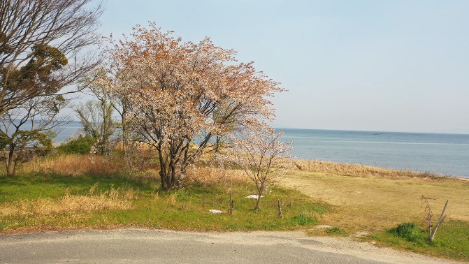 【滋賀県高島市】『松ノ木内湖』の釣り場ガイド（釣れる魚・駐車場）