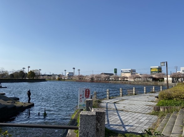 彦根城近く 旧彦根港 周辺の釣り場ガイド 釣れる魚 駐車場 トイレ 琵琶湖釣りwalker